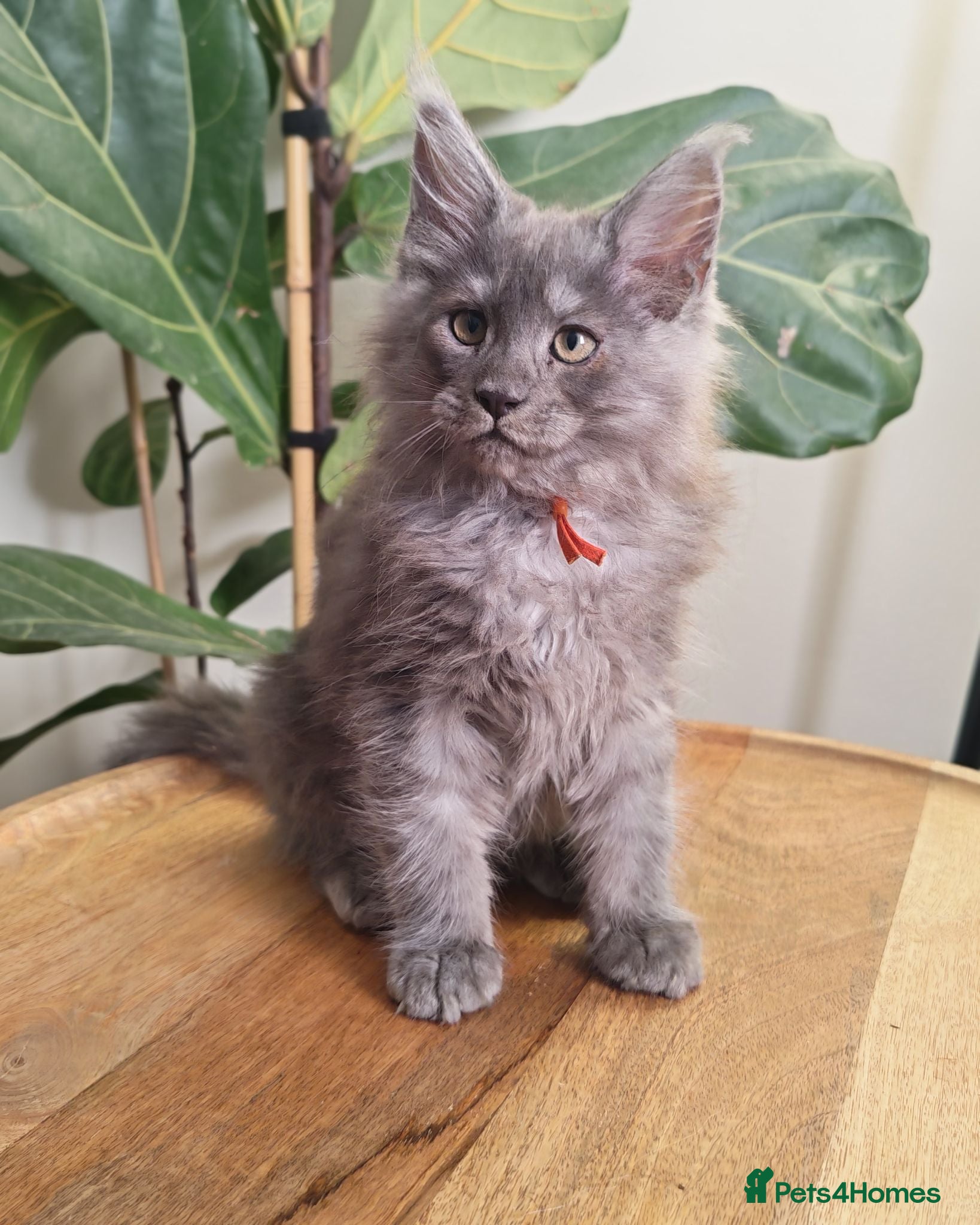 Maine Coon cats Stunning XL Black & Blue Smoke TICA Maine Coons - Advert 2