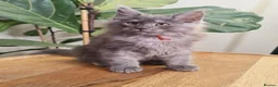 Maine Coon cats for sale: Stunning XL Black & Blue Smoke TICA Maine Coons - Advert 3
