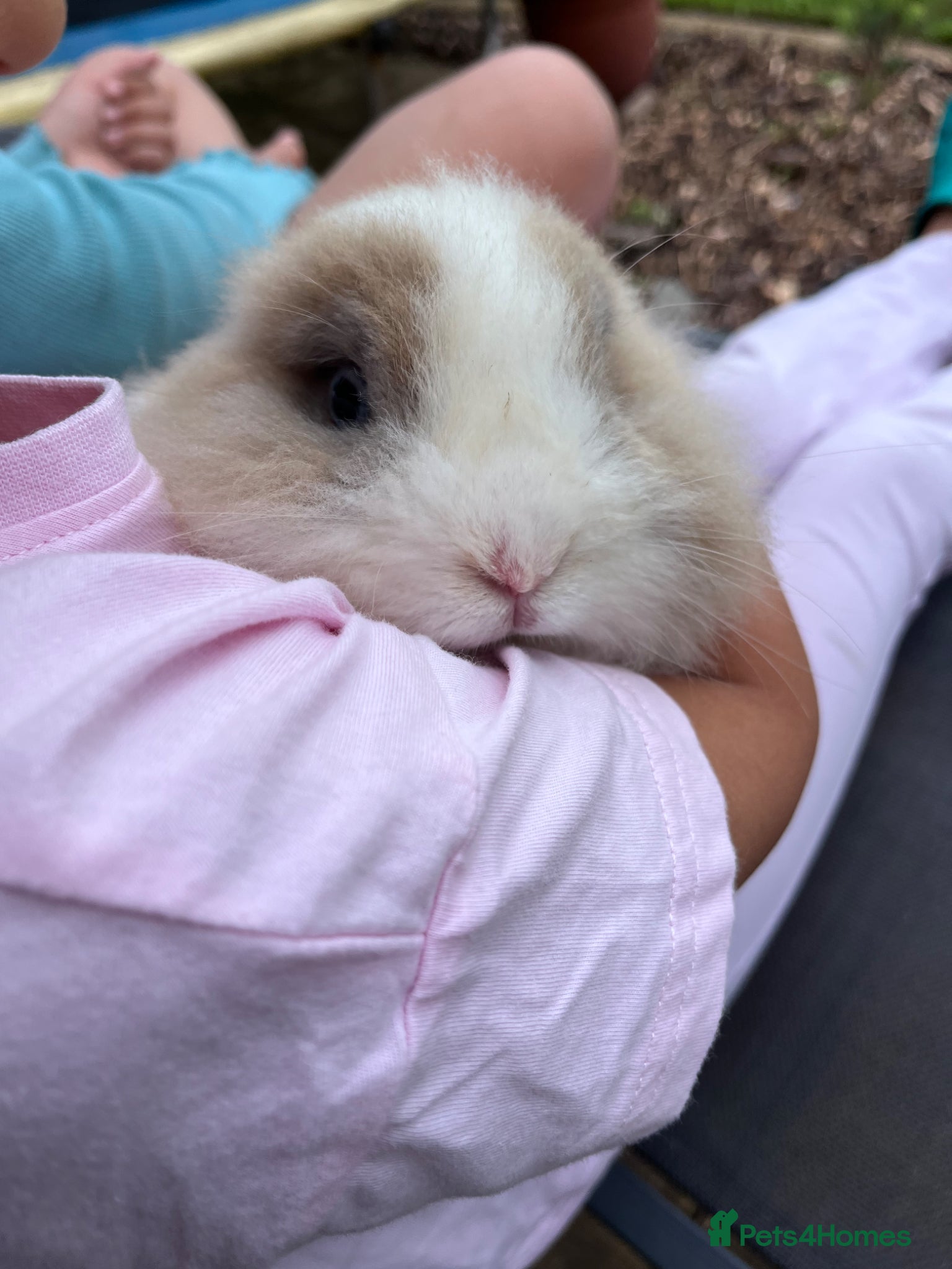 Lionhead rabbits for sale: Dwarf Lionhead Male - Advert 4