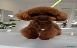 Toy Poodle dogs for sale: Asian toy Poodle boy - Image 3