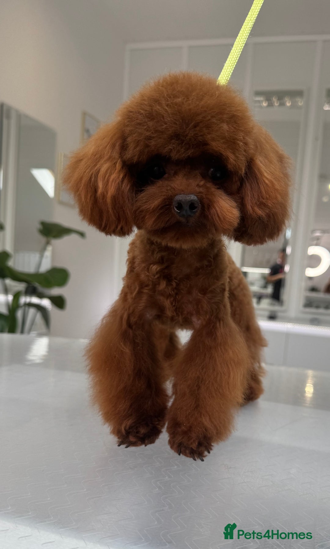 Toy Poodle dogs for sale: Asian toy Poodle boy - Image 3