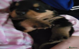 Rottweiler dogs for sale: 1 male 1 female rottweiler  - Image 24