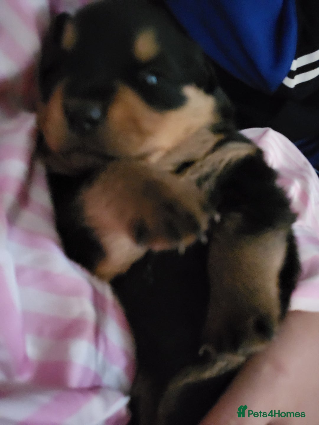 Rottweiler dogs for sale: 1 male 1 female rottweiler  - Image 24