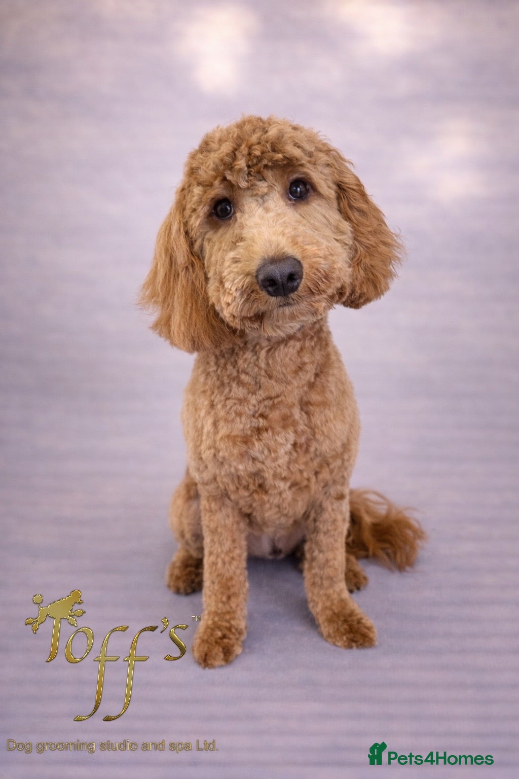 Cockapoo dogs 7 month old female cockapoo  - Advert 3