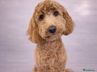 Cockapoo dogs 7 month old female cockapoo - Advert 8