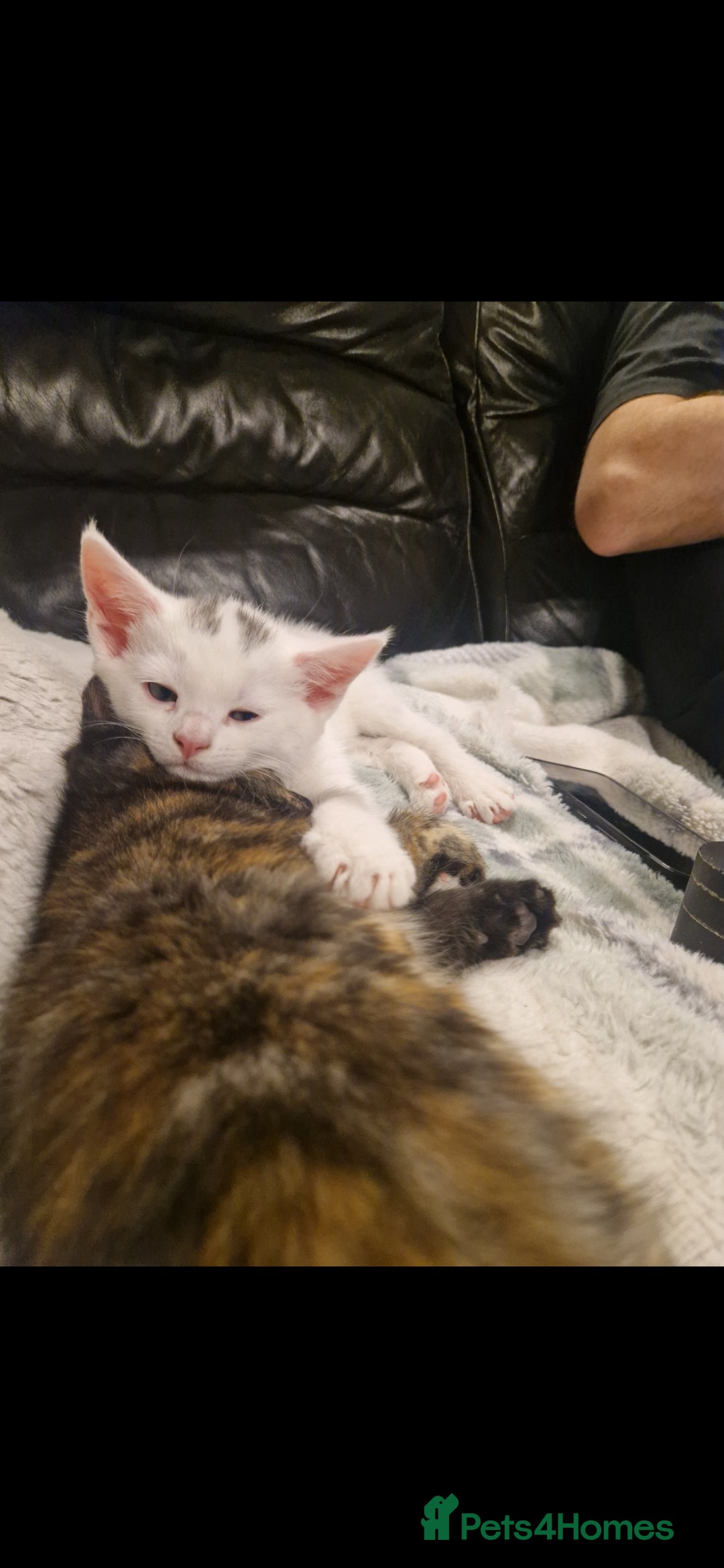 Mixed Breed cats for sale: Turkish angora x Main coon kittens ready now - Advert 8