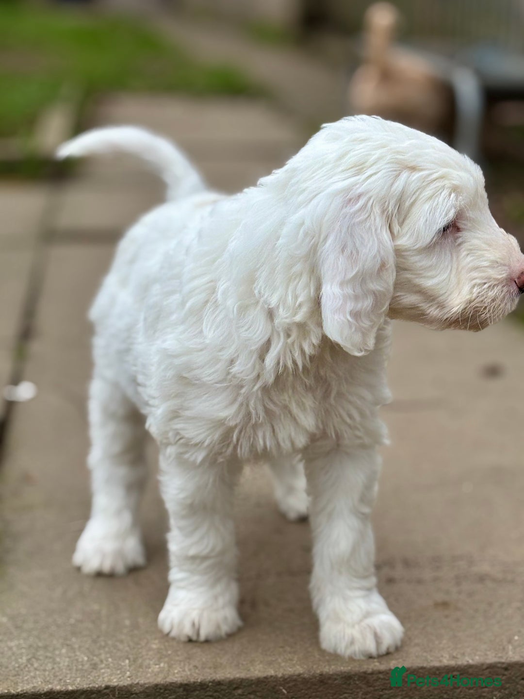 Australian Labradoodle dogs for sale: Exceptionally bred for Health! Temperament! Looks! - Advert 9