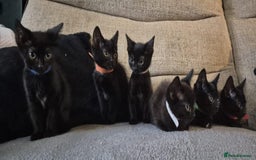 Mixed Breed cats for sale: Adorable black kittens for sale  - Image 1
