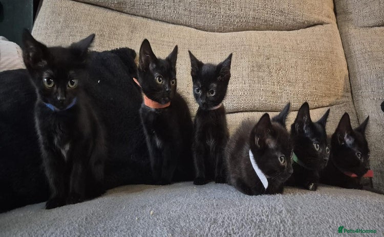Mixed Breed cats - Advert 15