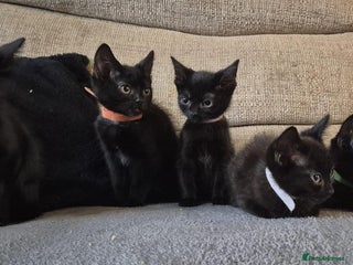 Mixed Breed cats - Advert 19