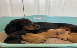 Cockapoo dogs for sale: Outstanding F1 cockapoo - Advert 1