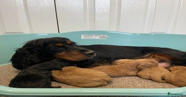 Cockapoo dogs Outstanding p,r,a clear F1 cockapoo - Advert 7