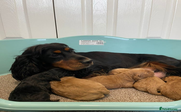 Cockapoo dogs Outstanding F1 cockapoo - Advert 1