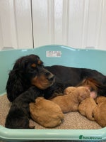 Cockapoo dogs Outstanding p,r,a clear F1 cockapoo - Advert 7