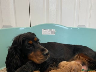 Cockapoo dogs Outstanding F1 cockapoo - Advert 2