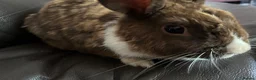 Dutch rabbits for sale: Free roaming Rabbits seek loving home - Advert 7