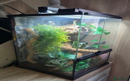 Gecko reptiles for sale: Crested Gecko and Tank  - Image 8