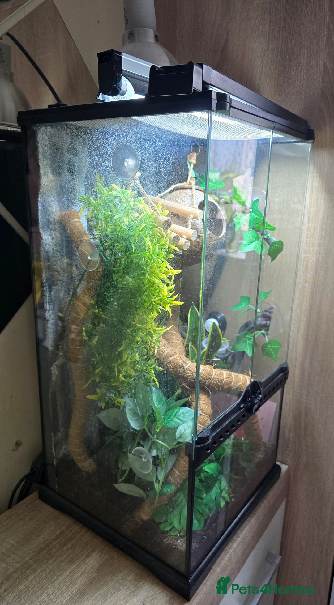 Gecko reptiles for sale: Crested Gecko and Tank  - Image 8