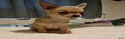 Chihuahua dogs for sale: KC registered Chihuahua  in Edinburgh - Advert 7