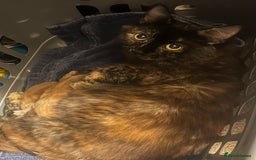 British Longhair cats for sale: Cute ginger male kitten - Image 8