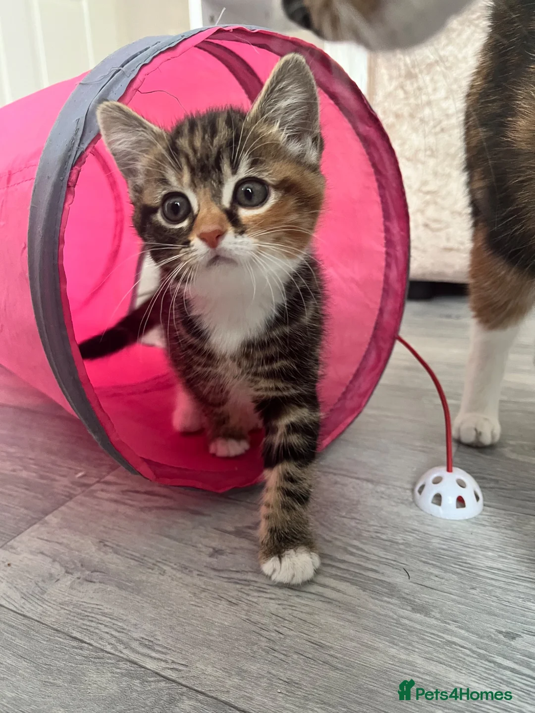 Mixed Breed cats for sale: Mixed kittens  - Advert 2