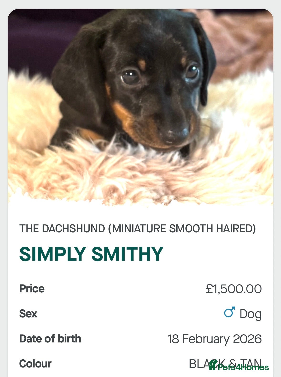 Dachshund dogs CHAMPION BLOOD LINES & KC REGISTERED. Dachshunds  - Advert 13