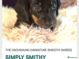 Dachshund dogs CHAMPION BLOOD LINES & KC REGISTERED. Dachshunds - Advert 13
