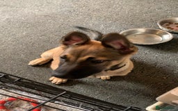 Mixed Breed dogs for sale: Belgian malinois cross border collie  - Image 1