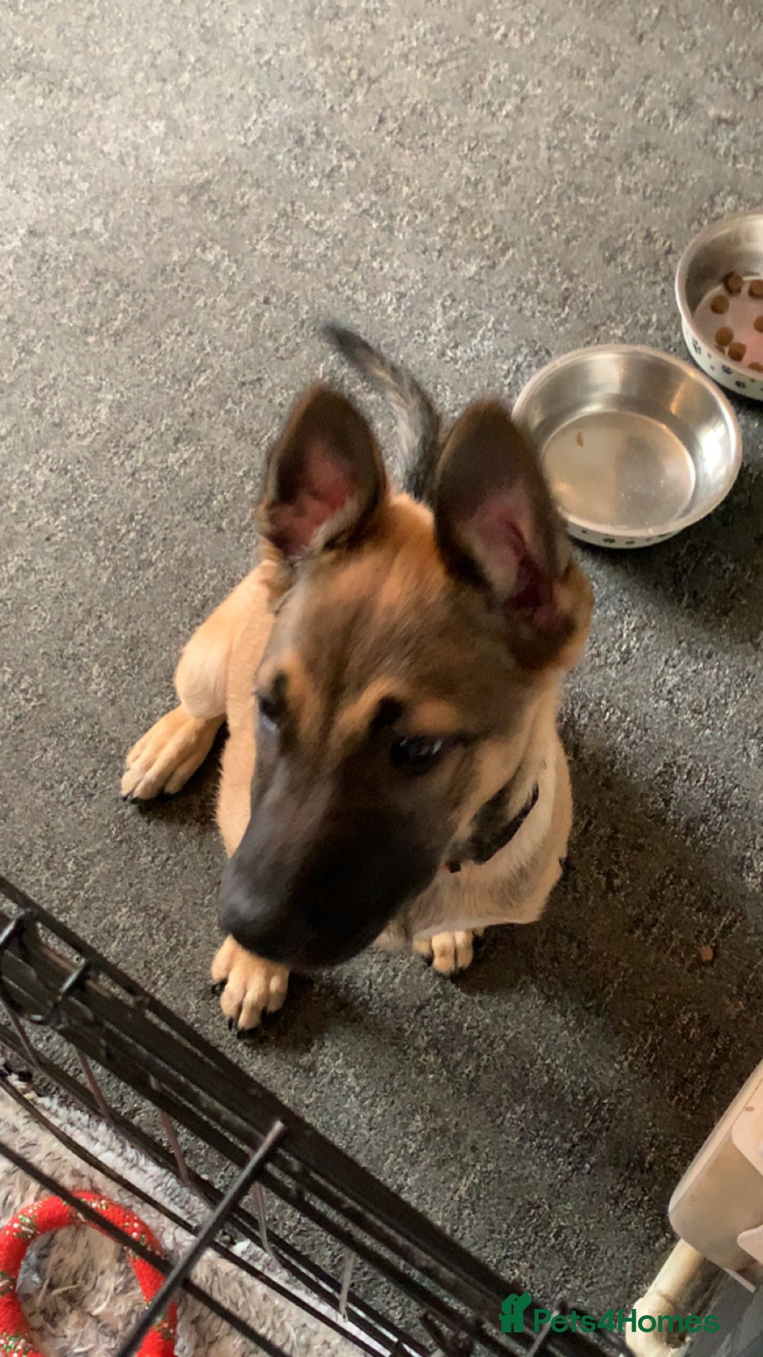Mixed Breed dogs for sale: Belgian malinois cross border collie  - Image 1