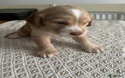Cocker Spaniel dogs for sale: Working cocker spaniel puppies  - Image 20