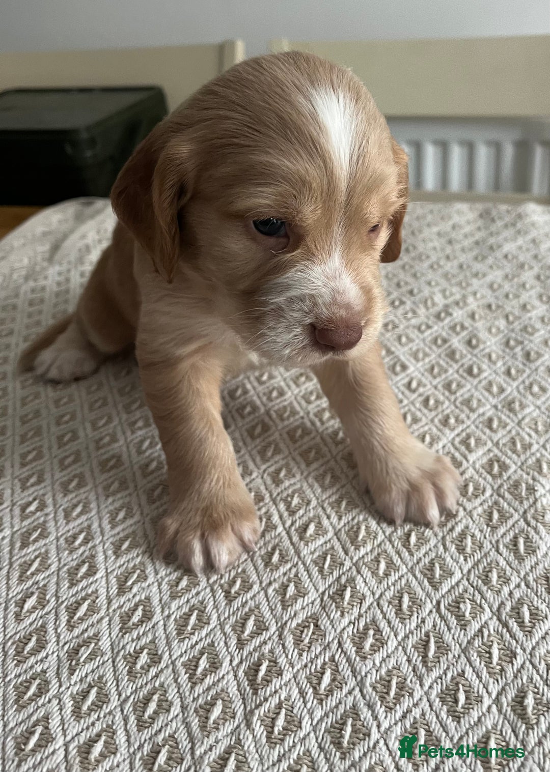 Cocker Spaniel dogs for sale: Working cocker spaniel puppies  - Image 20