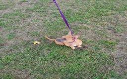 Mixed Breed dogs for sale: 6 months ol d chihuahua x frenchie  - Image 8