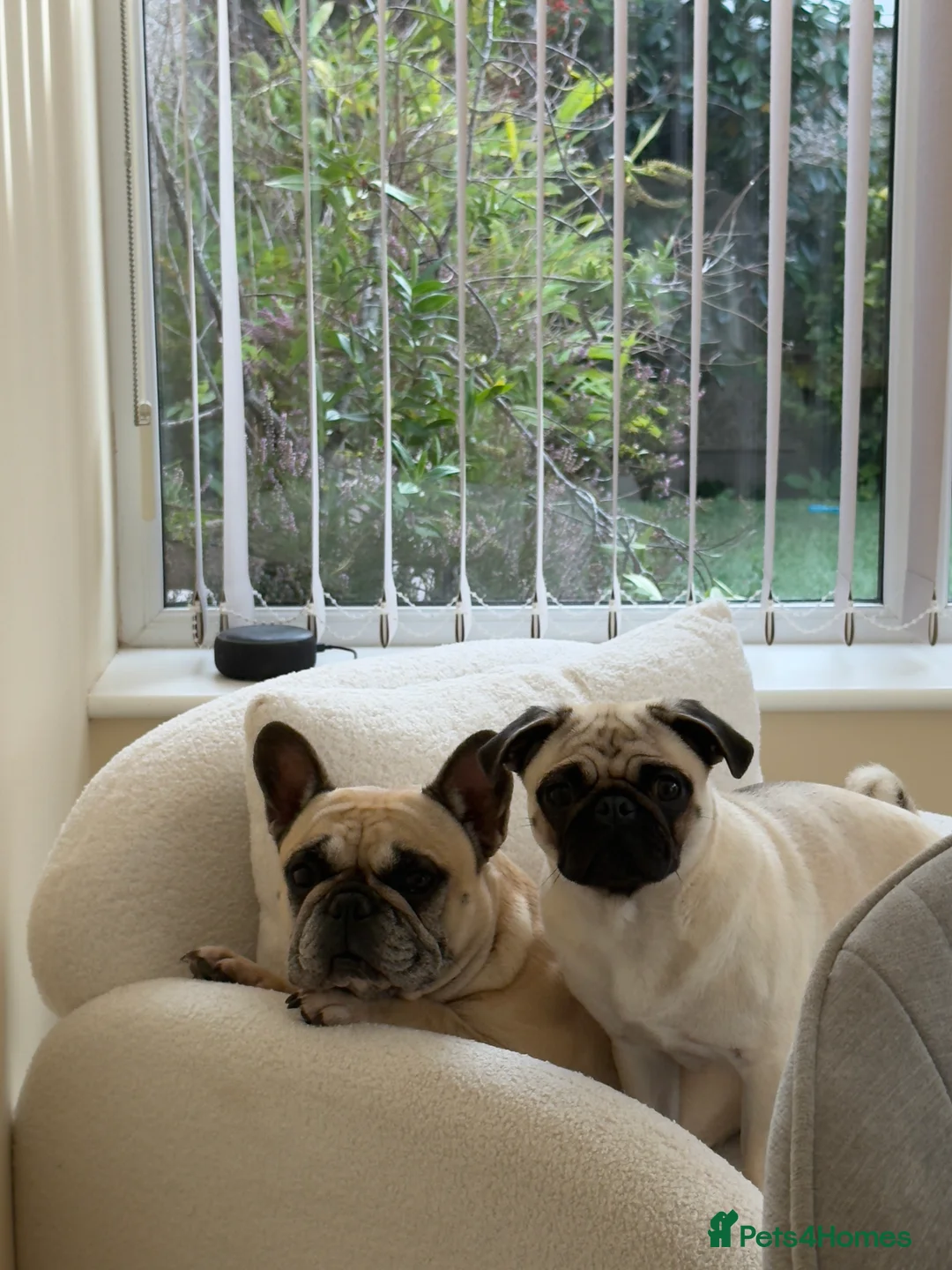 French Bulldog dogs for sale: French Bulldog 5/6 Years Old Loving & Well Trained in Bangor - Advert 3