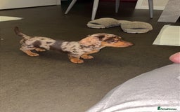 Miniature Dachshund dogs for sale: Miniature dachshund  - Advert 1