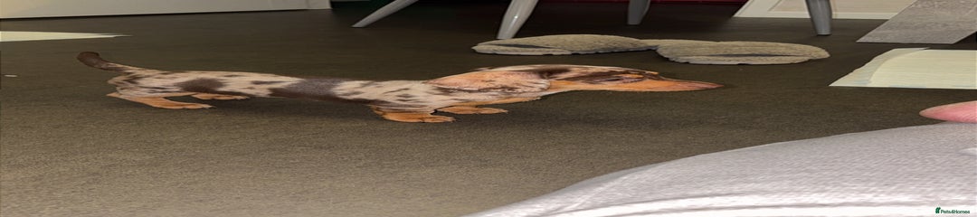 Miniature Dachshund Puppy 1