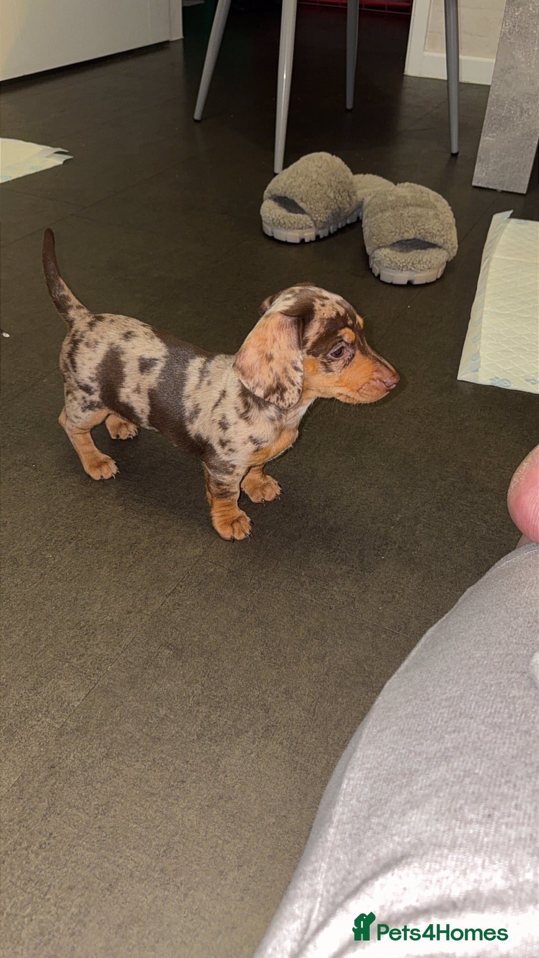 Miniature Dachshund dogs for sale: Miniature dachshund  - Advert 1