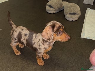 Miniature Dachshund dogs Miniature dachshund - Advert 4