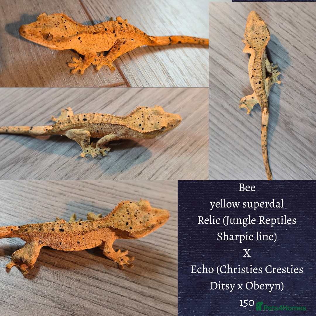Gecko reptiles Juvenile Crested geckos  - Advert 18