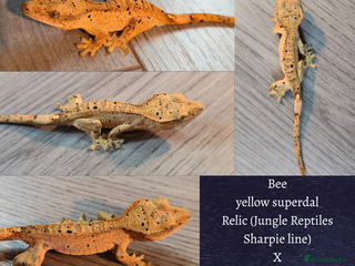 Gecko reptiles Juvenile Crested geckos - Advert 10