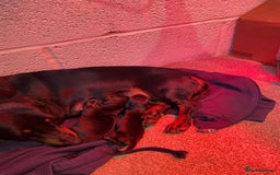 Miniature Dachshund dogs for sale: Miniature dachshund  - Image 11