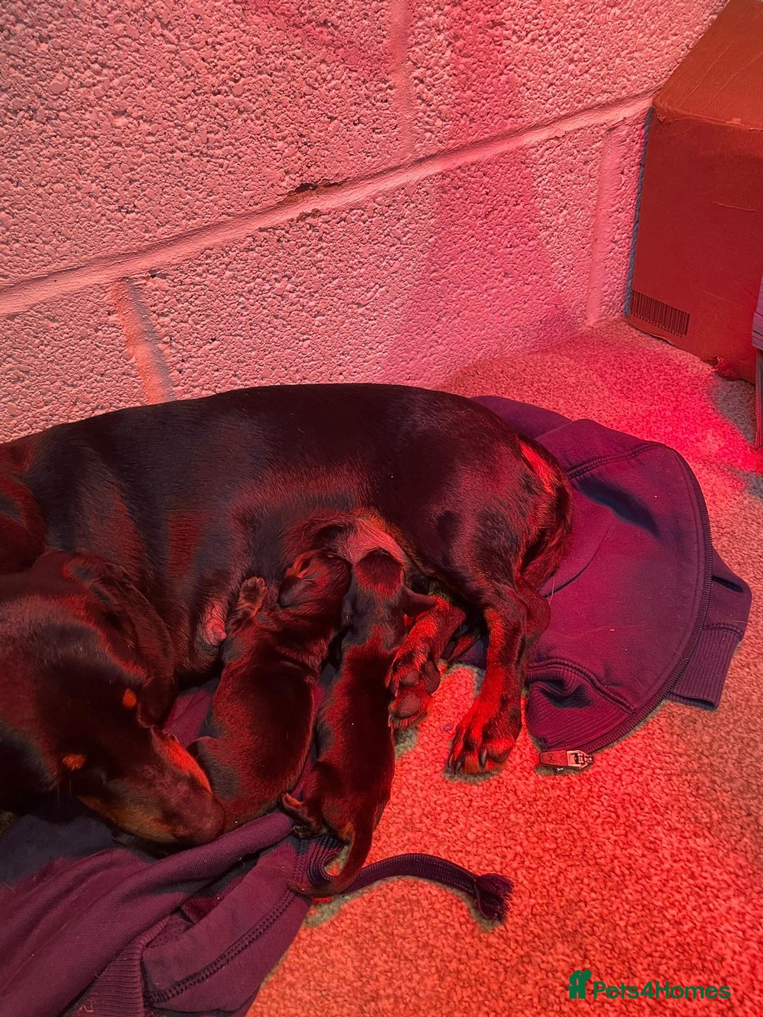 Miniature Dachshund dogs for sale: Miniature dachshund  - Image 11