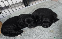 Cockapoo dogs for sale: Cockapoo Puppies For Sale - Image 1