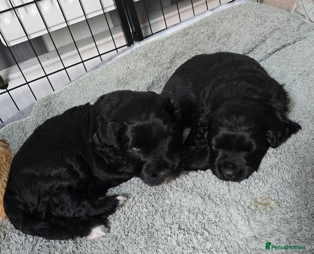 Cockapoo dogs for sale: Cockapoo Puppies For Sale - Image 1