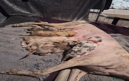 Lurcher dogs for sale: Saluki Lurcher  - Image 9