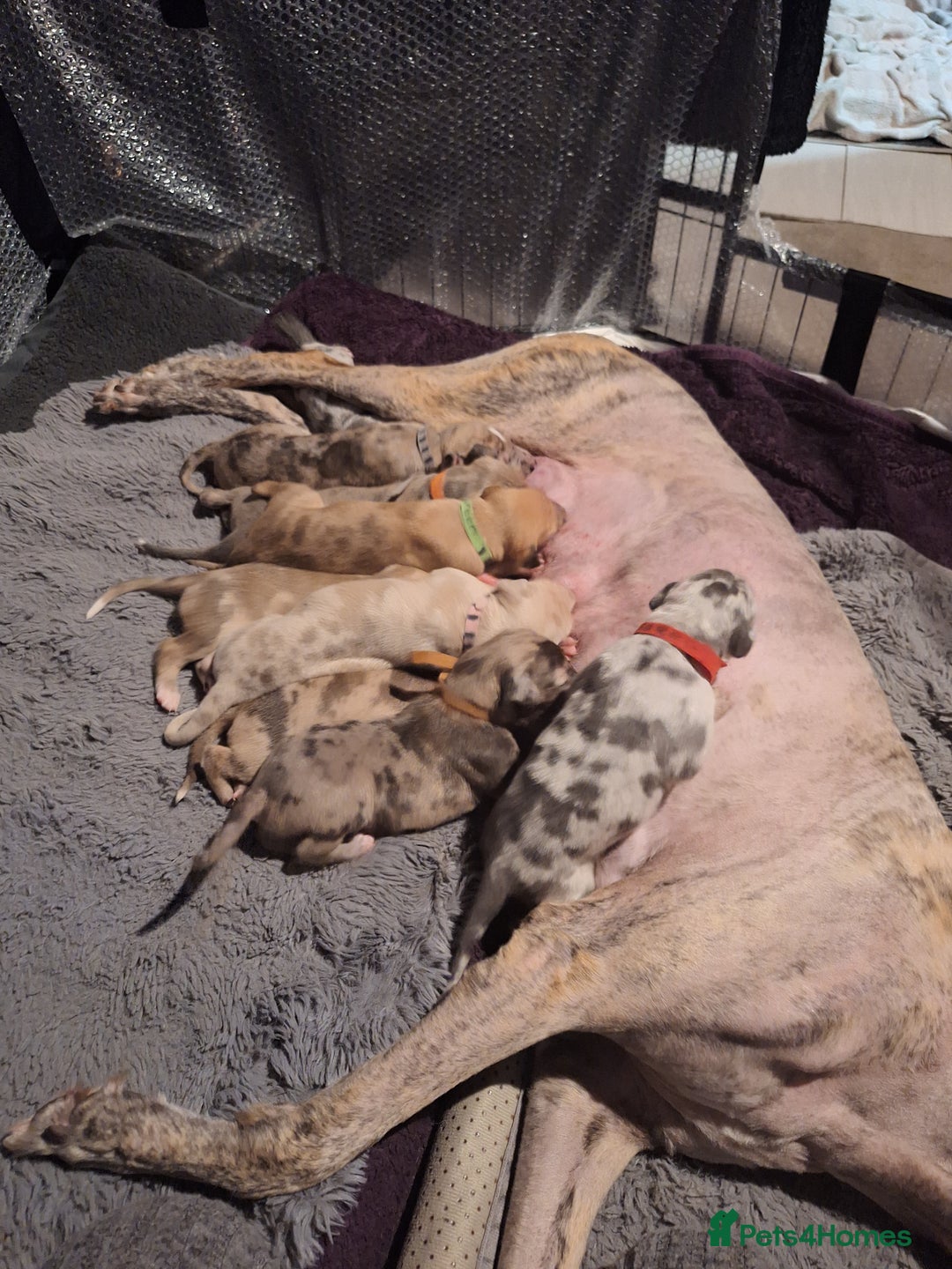 Lurcher dogs for sale: Saluki Lurcher  - Image 9