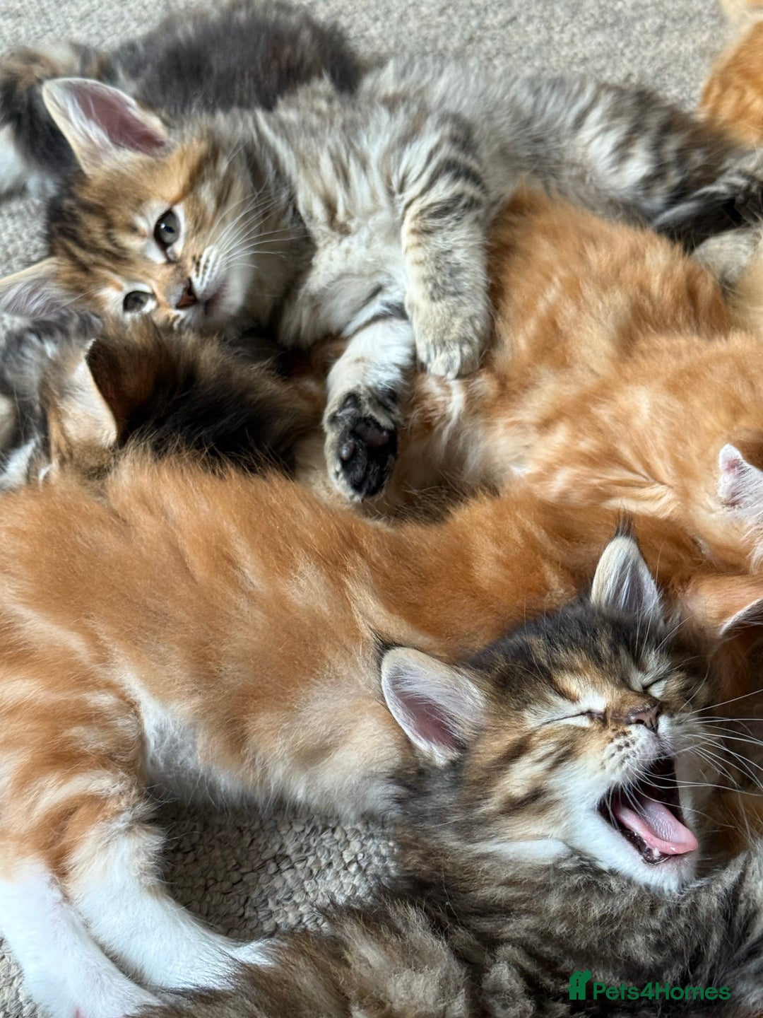 Maine Coon cats for sale: Maine Coon Norwegian Forest cross kittens - Image 13