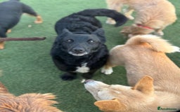 Mixed Breed dogs for adoption: Dashing Dave ready for a new home! - Image 5
