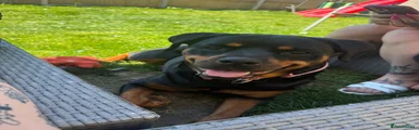 Rottweiler 1