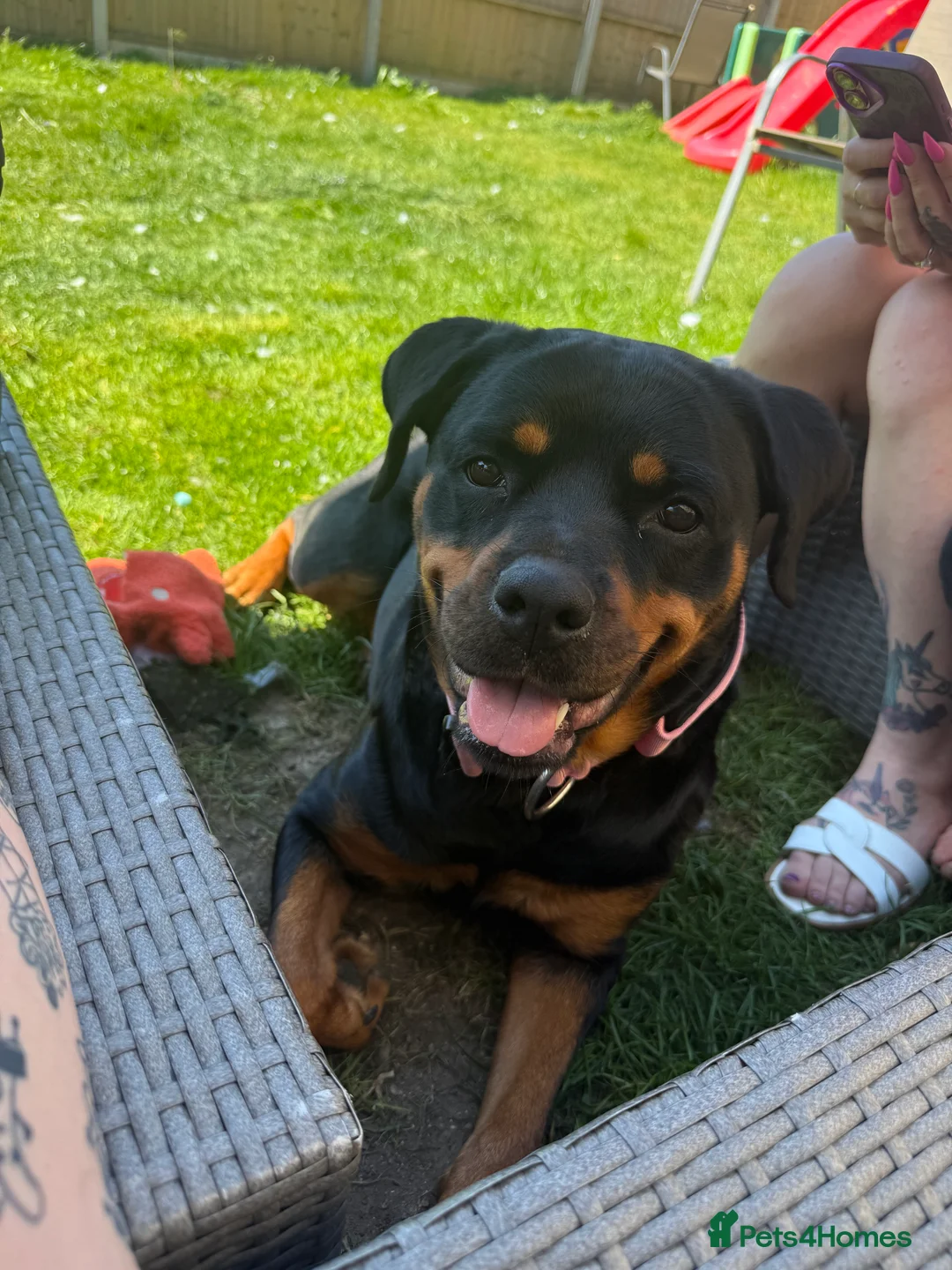 Rottweiler dogs for sale: Looking for a new forever home - Advert 2