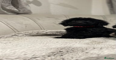 Cockapoo dogs black puppys only black available ready now - Advert 2